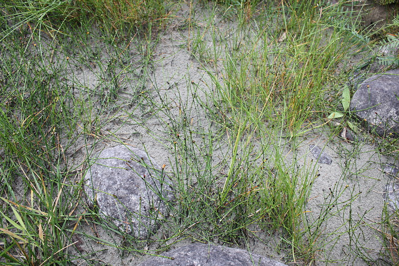 Image of Equisetum variegatum specimen.