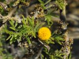 Vachellia farnesiana. Ветвь с соцветием. США, Калифорния, Санта-Барбара, ботанический сад. 18.02.2014.