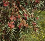 Eucalyptus torquata