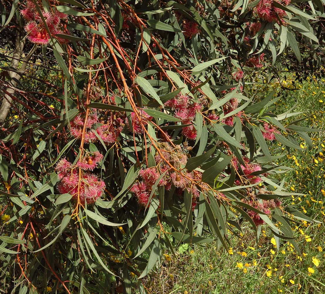 Image of Eucalyptus torquata specimen.