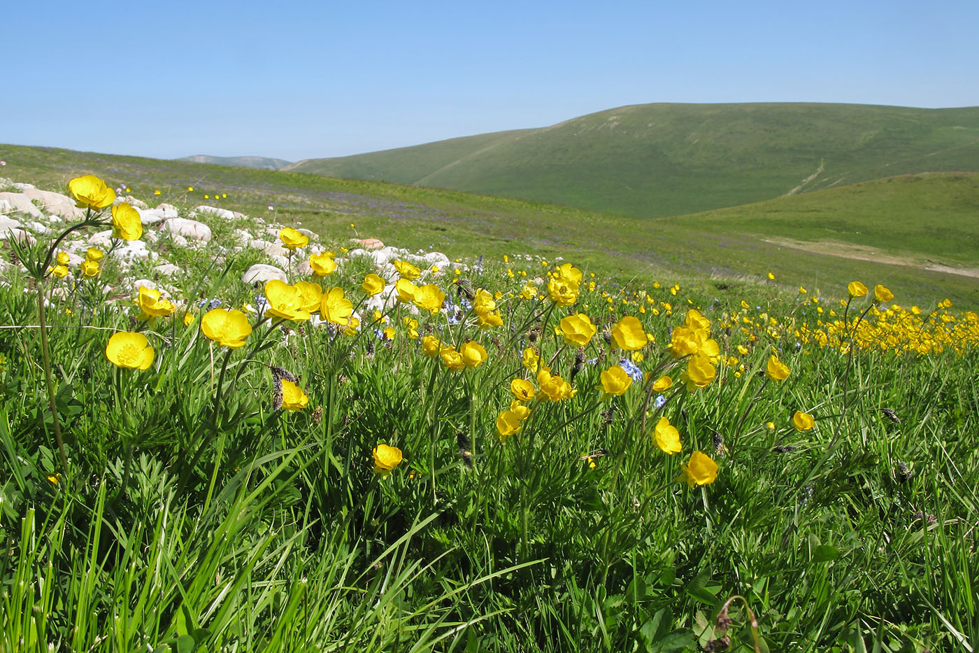 Изображение особи Ranunculus raddeanus.