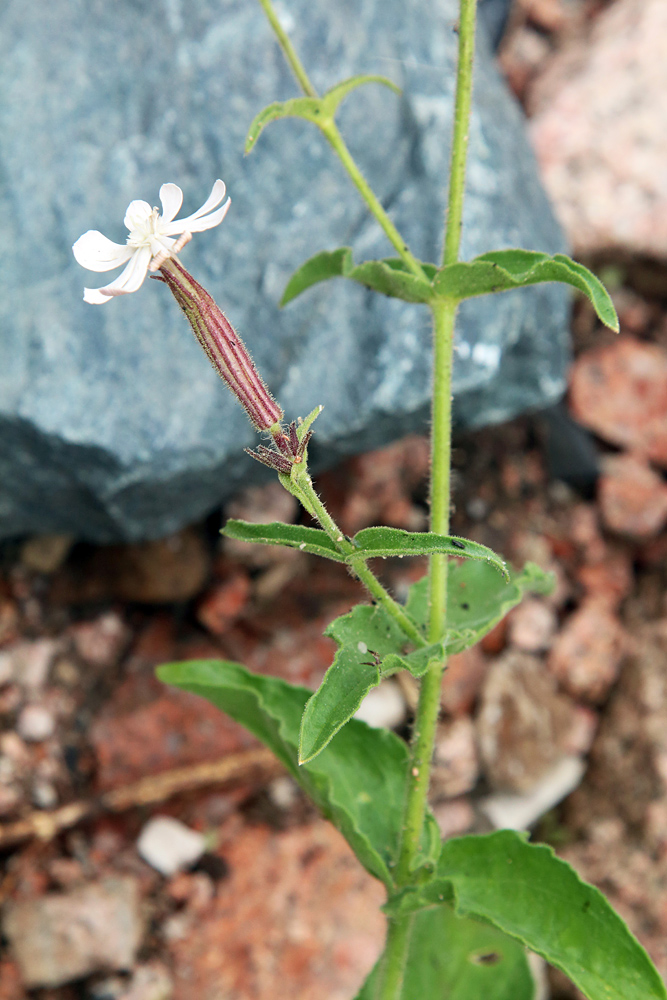 Изображение особи Silene turkestanica.