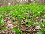 Mercurialis perennis