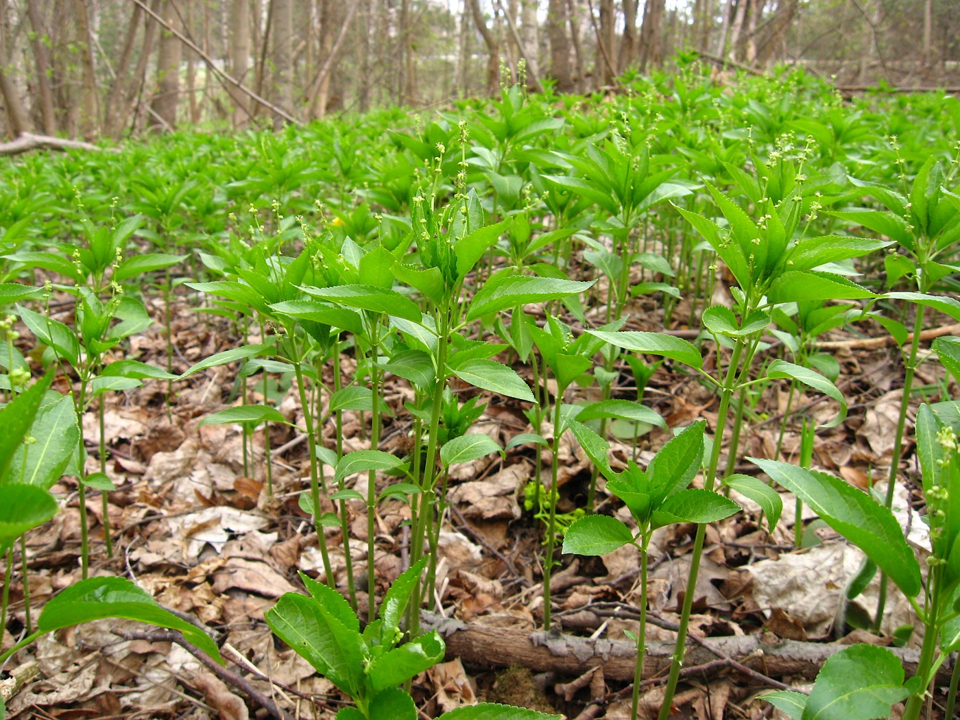 Изображение особи Mercurialis perennis.