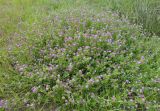 Trifolium resupinatum