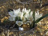 Colchicum ritchiei