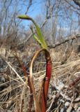 Comarum palustre