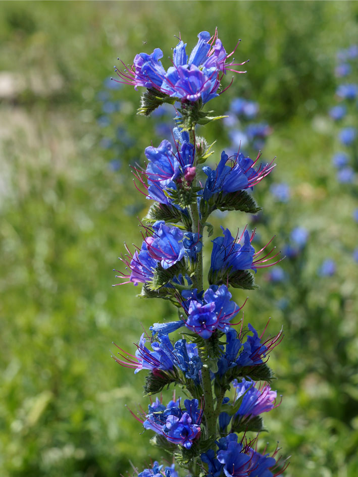 Изображение особи Echium vulgare.