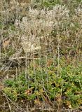 genus Sedum. Отплодоносившее растение. Испания, Кастилия-Ла-Манча, г. Cuenca. Январь 2016 г.