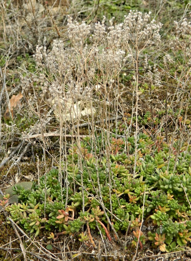 Изображение особи род Sedum.