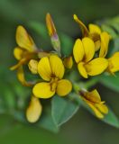 Melilotoides schischkinii. Цветки. Приморский край, Партизанский городской округ, подножье горы Сенькина Шапка, известняковая каменистая осыпь искусственного происхождения. 20.07.2015.