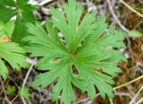 Trollius uncinatus. Лист. Якутия (Саха), Алданский р-н, окр. пос. Тобук, пойма р. Алдан. 20.06.2012.