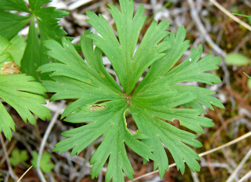 Изображение особи Trollius uncinatus.