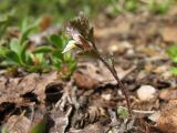 Euphrasia wettsteinii