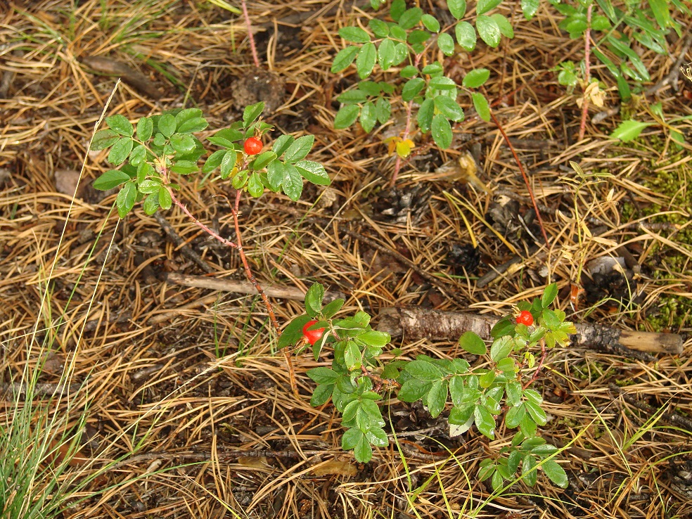 Изображение особи Rosa cinnamomea.