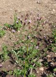 Cirsium setosum