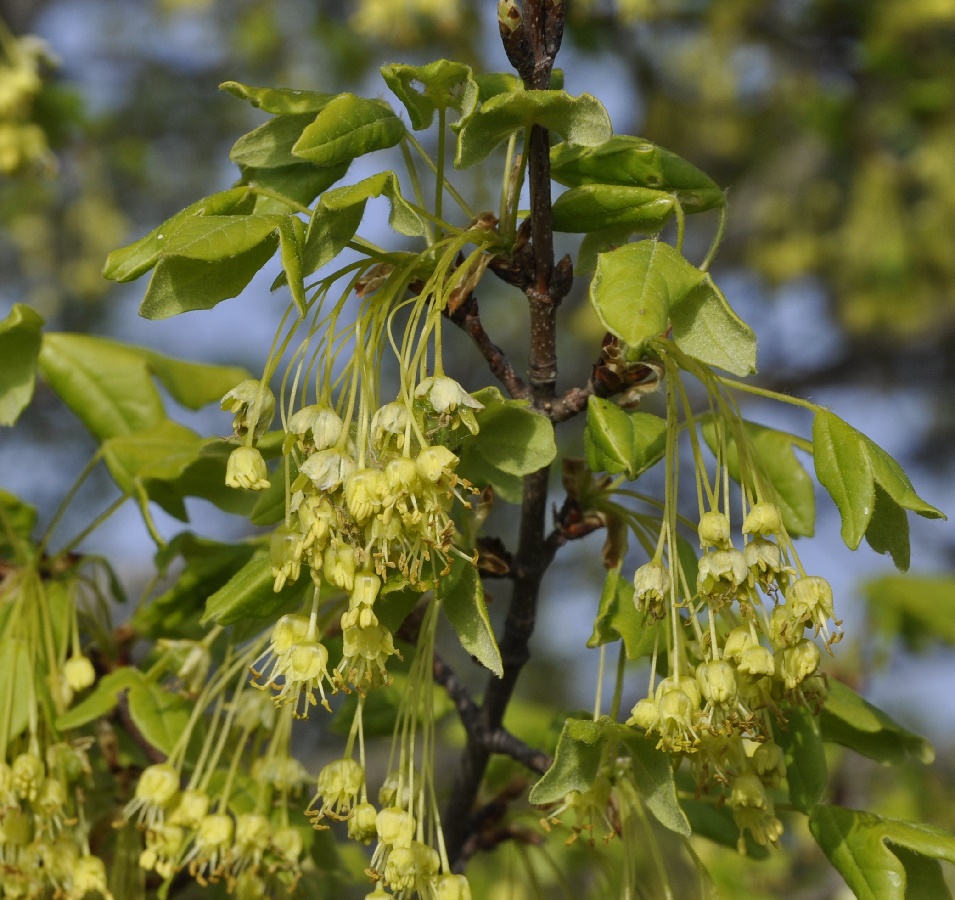 Image of Acer monspessulanum specimen.