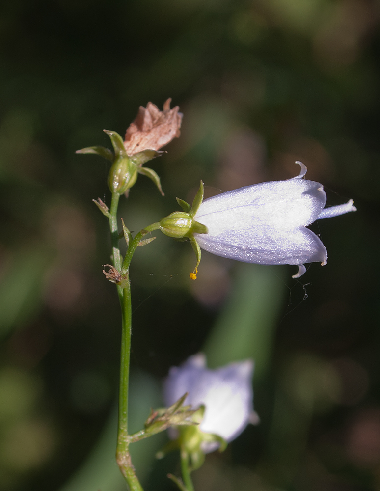 Изображение особи Adenophora liliifolia.