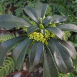 Daphne laureola