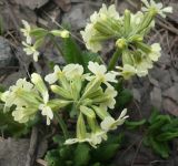 Primula pallasii