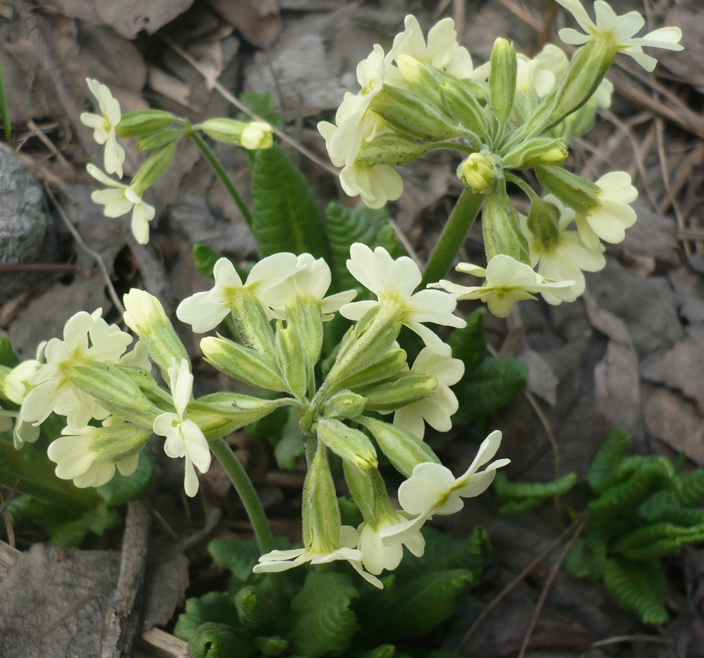 Image of Primula pallasii specimen.