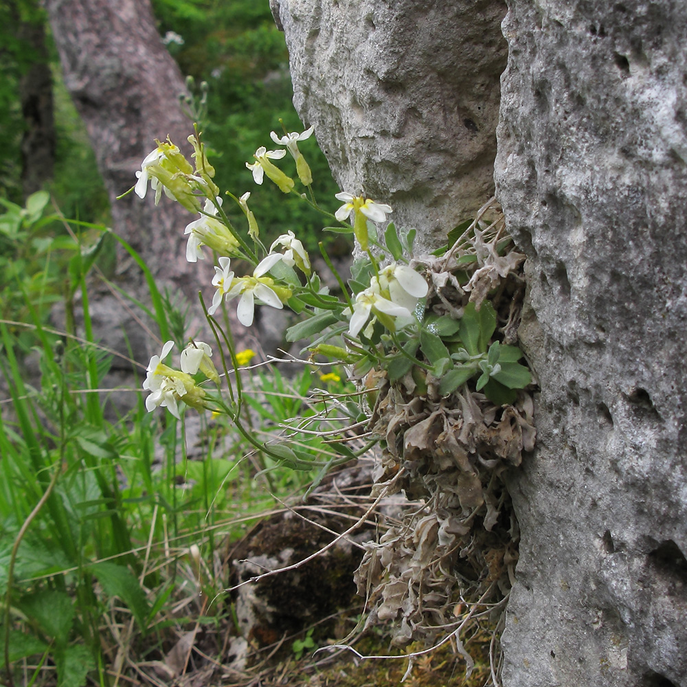 Image of Arabis caucasica specimen.