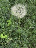 Tragopogon porrifolius. Плодоносящее растение. Испания, автономное сообщество Каталония, провинция Жирона, комарка Баш Эмпорда, муниципалитет Калонже, заброшенный сад. 15.05.2016.