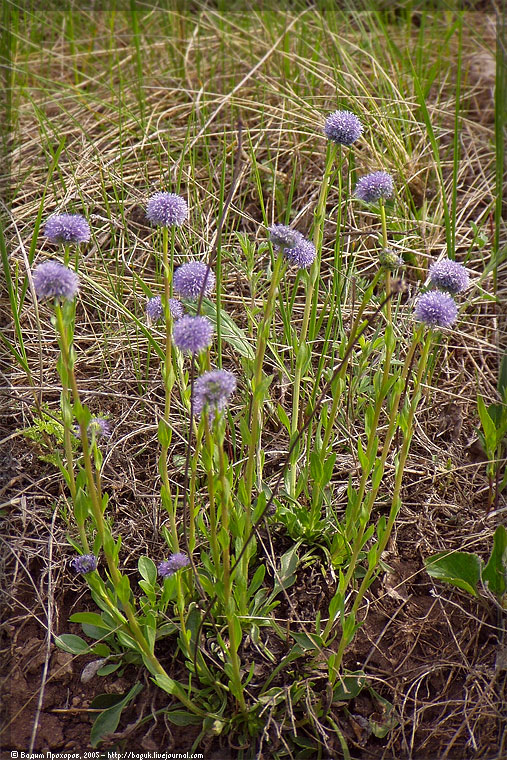 Изображение особи Globularia bisnagarica.