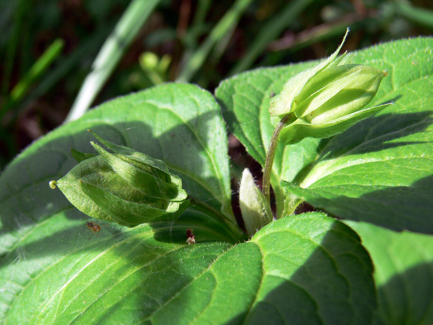 Image of Viola mirabilis specimen.