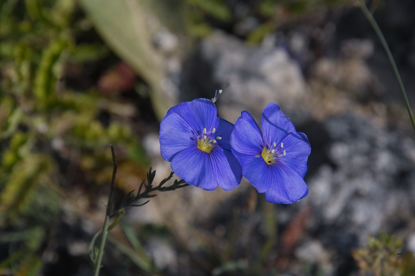 Изображение особи род Linum.