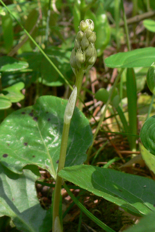 Image of Pyrola rotundifolia specimen.