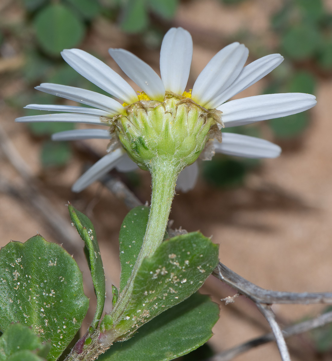 Image of Anthemis leucanthemifolia specimen.