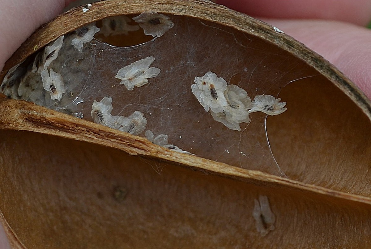 Изображение особи Paulownia tomentosa.