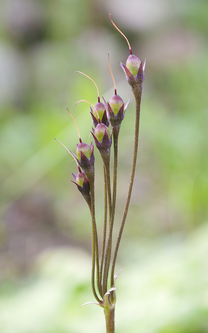 Image of Cortusa matthioli specimen.