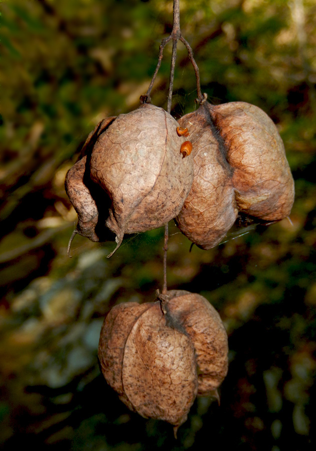 Изображение особи Staphylea pinnata.