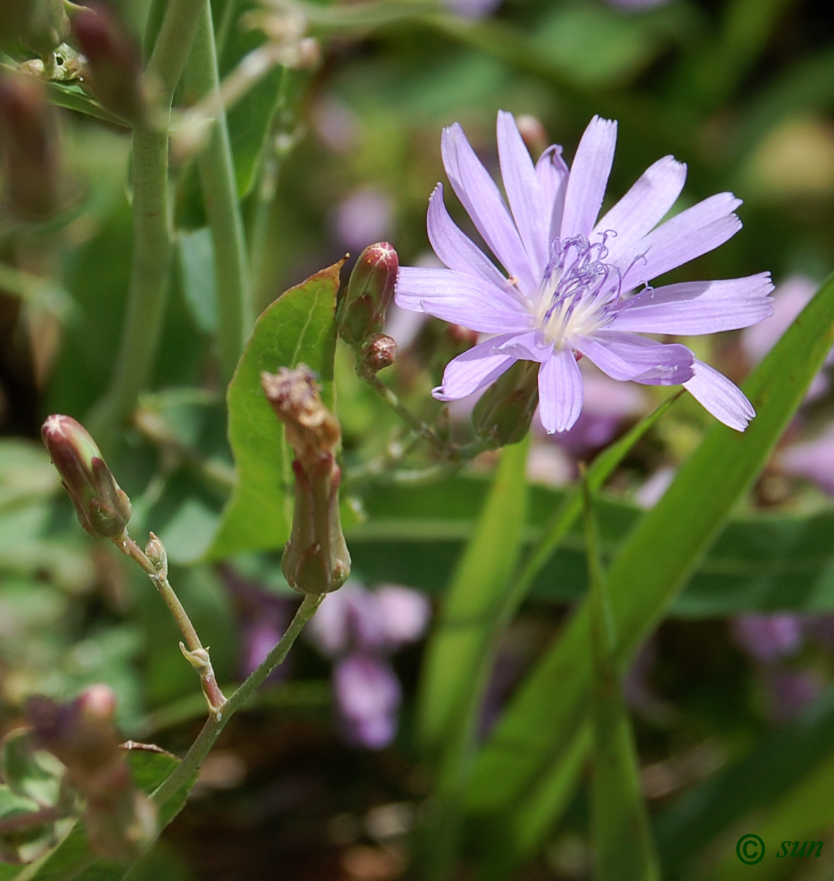 Image of Lactuca tatarica specimen.