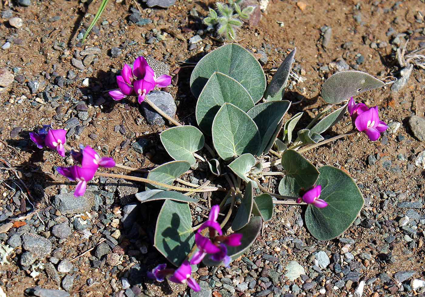 Image of Gueldenstaedtia monophylla specimen.