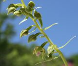 Epipactis helleborine. Часть распускающегося соцветия (нижние 2/3). Крым, Бахчисарайский р-н, между с. Трудолюбовка и Бахчисараем, опушка дубняка на известняке. 16.06.2016.