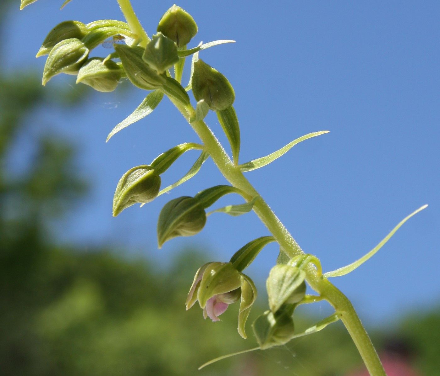 Изображение особи Epipactis helleborine.