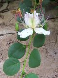 Capparis orientalis