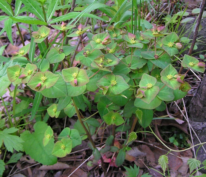 Изображение особи Euphorbia savaryi.