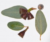 Eucalyptus woodwardii