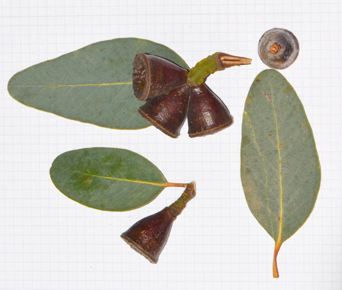 Изображение особи Eucalyptus woodwardii.