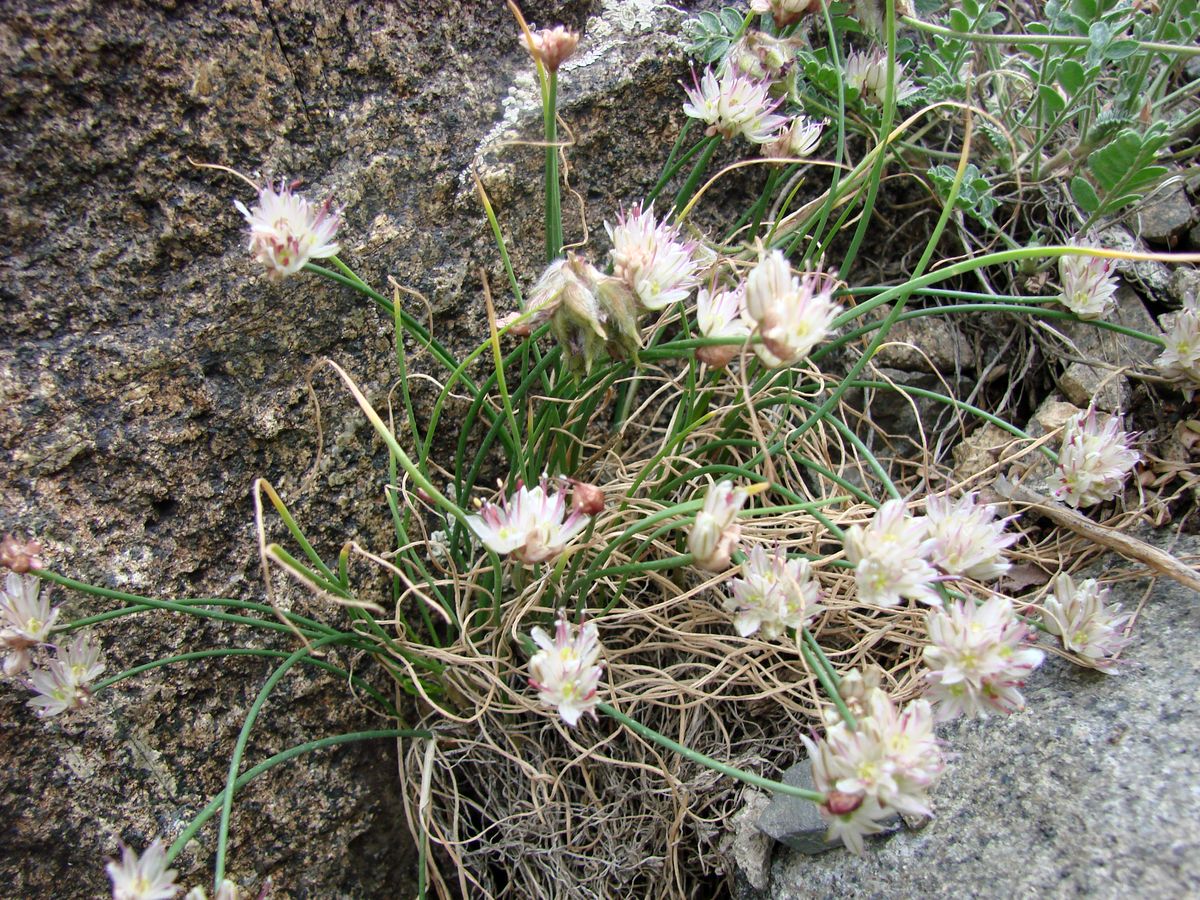 Изображение особи Allium kokanicum.