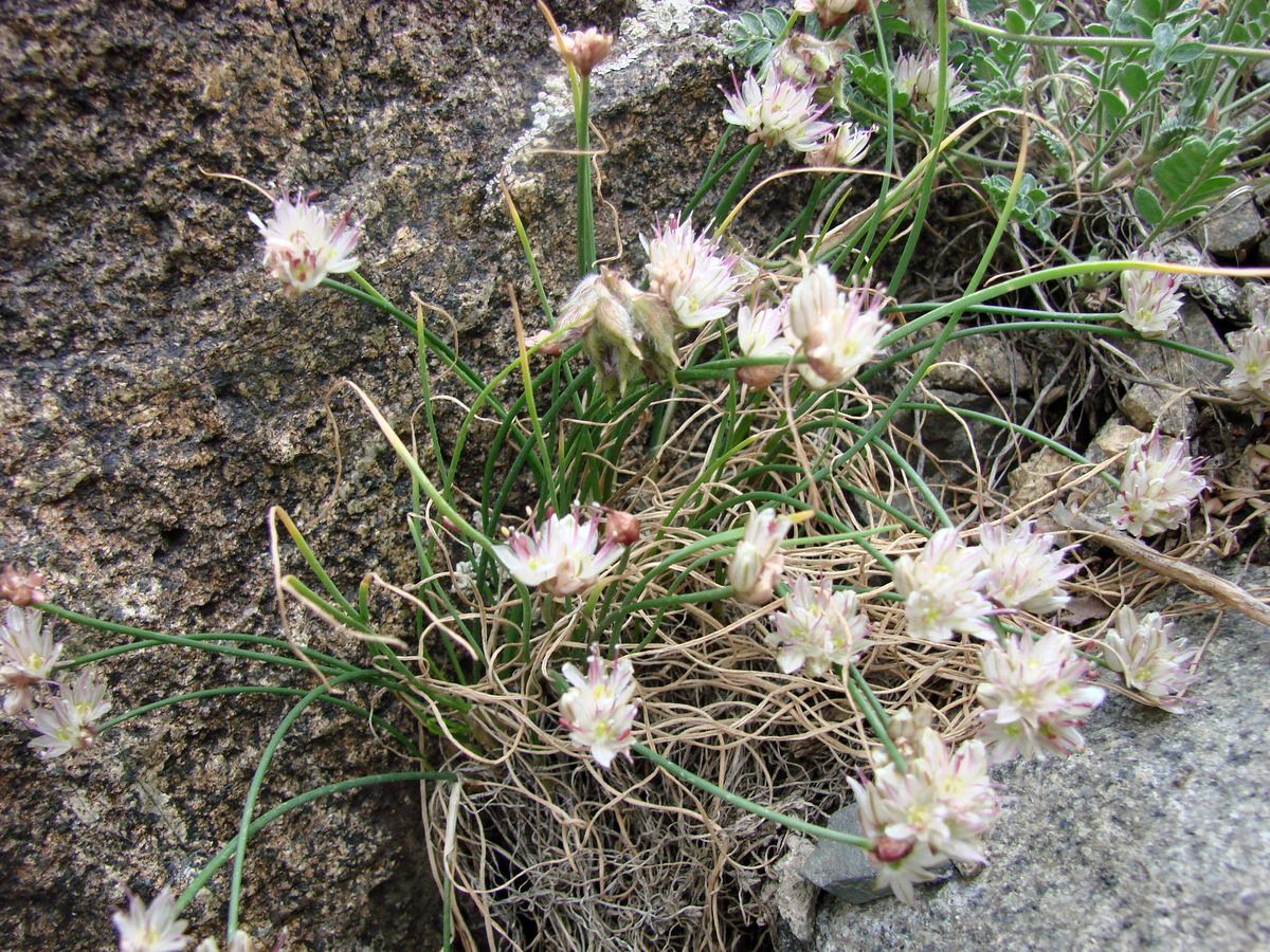 Image of Allium kokanicum specimen.