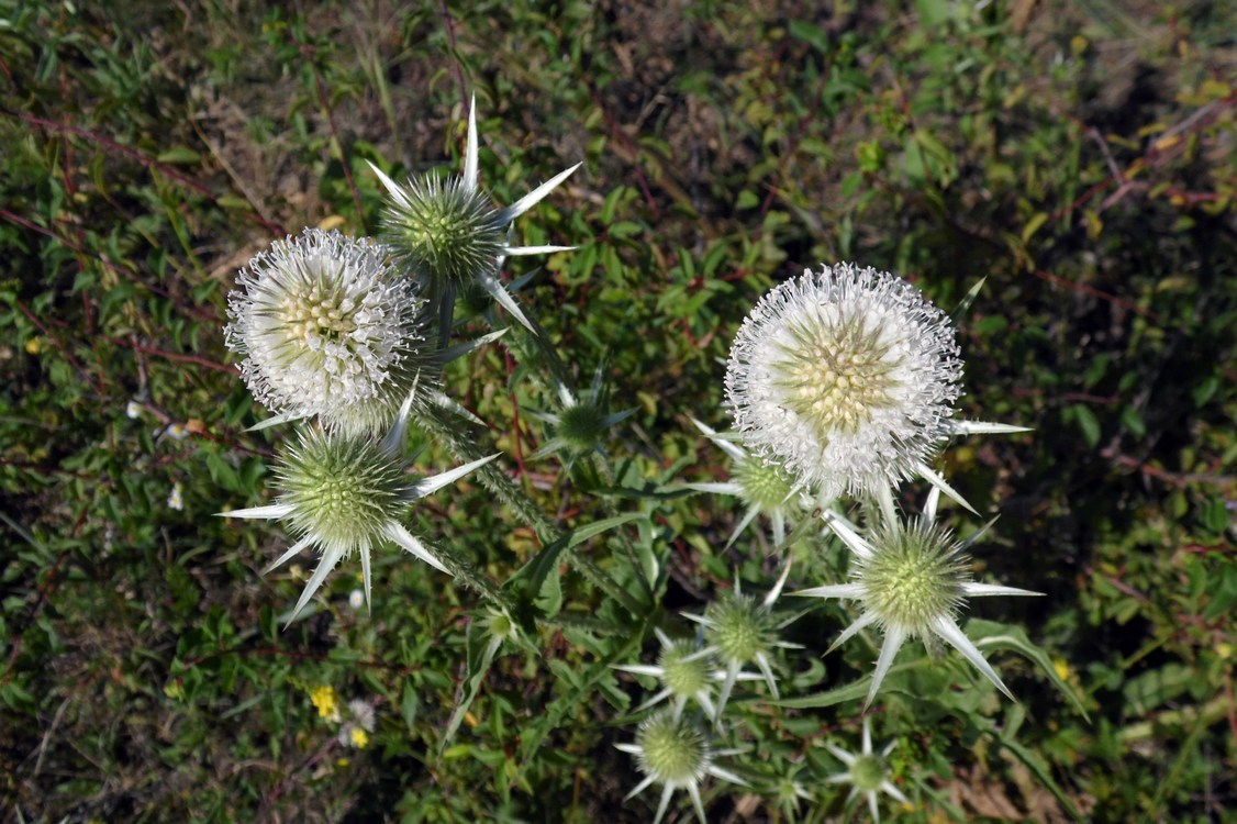 Image of Dipsacus laciniatus specimen.