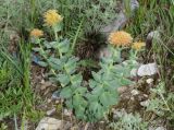 Rhodiola heterodonta