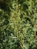 Artemisia gmelinii. Соцветие. Приморье, окр. г. Находка, разнотравный луг. 23.08.2016.