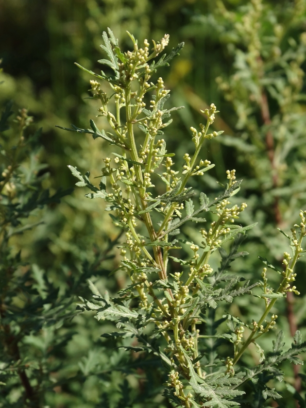 Изображение особи Artemisia gmelinii.