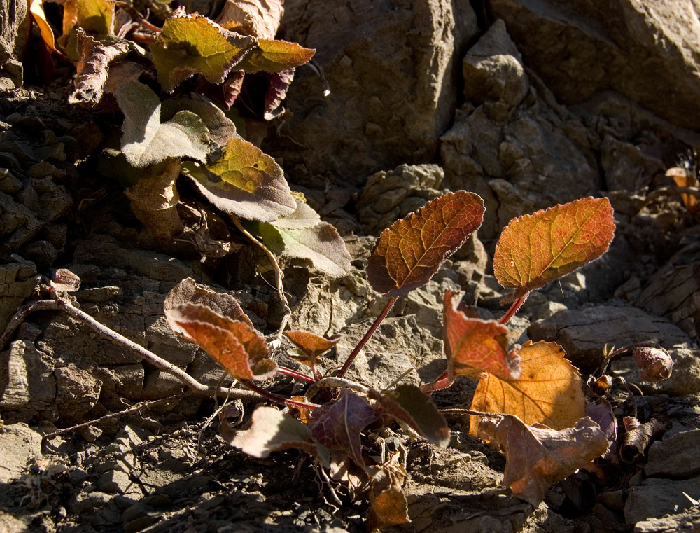 Image of Verbascum nigrum specimen.